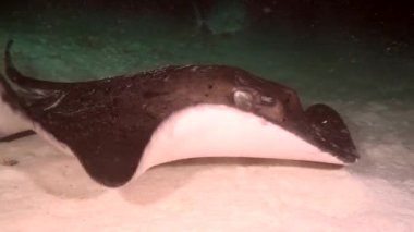 Manta ray gıda temiz temizlemek deniz dibinin Maldivler sualtı deniz üzerinde arama