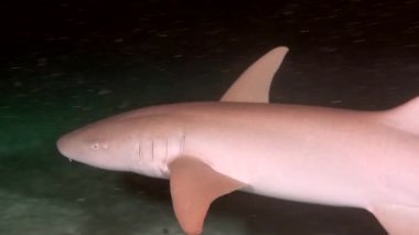 Arka planını temiz temizlemek deniz dibinin sualtı lagün Maldivler okyanusta köpekbalığı.