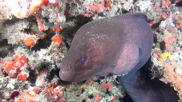 Giant Moray Eel on background of clean clear seabed underwater in Maldives. — Stock Video