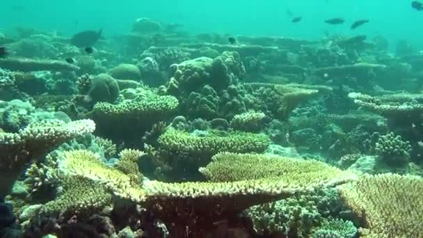 Verbazingwekkende onderwater leven van het mariene leven in de zee van de Malediven. — Stockvideo