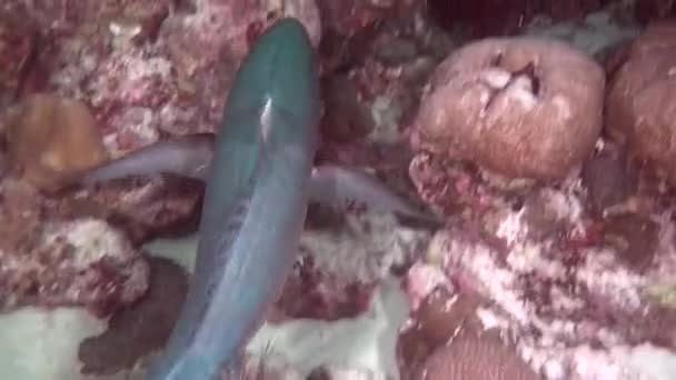 Poissons à la recherche de nourriture sur fond de fonds marins clairs sous l'eau . — Video