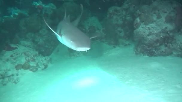 Καρχαρίας σε φόντο καθαρά βυθός ωκεανό υποβρύχια λιμνοθάλασσα σε Μαλδίβες. — Αρχείο Βίντεο