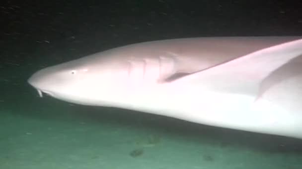 Requin sur fond de lagon sous-marin propre et limpide aux Maldives . — Video