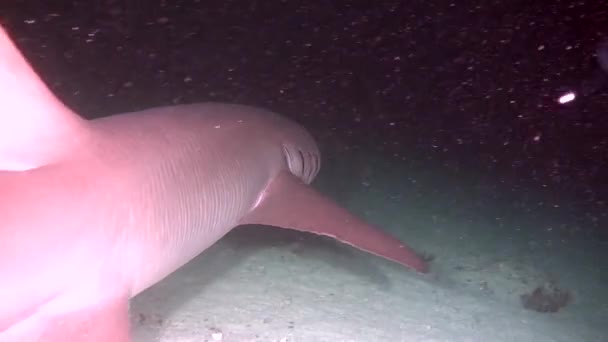 Haai op zoek naar voedsel op schoon duidelijke zeebodem onderwater Oceaan van Malediven. — Stockvideo