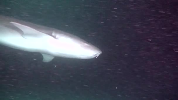 Tiburón en el fondo de un océano limpio y claro en la laguna submarina de Maldivas . — Vídeo de stock