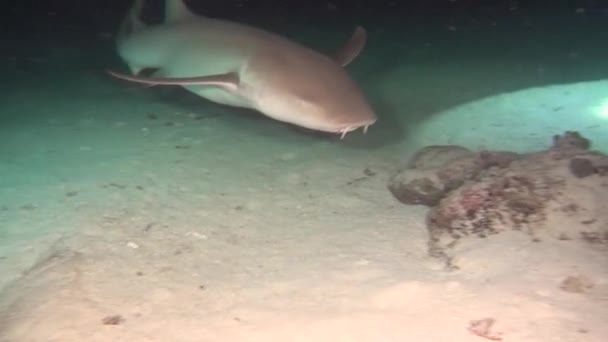 Haai op zoek naar voedsel op schoon duidelijke zeebodem onderwater Oceaan van Malediven. — Stockvideo