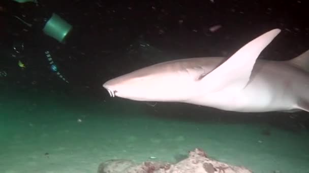 Shark on background of clean clear seabed underwater lagoon ocean in Maldives. — Stock Video