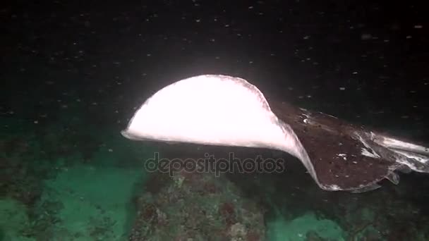 Rayo de Manta en busca de alimentos en el fondo marino limpio y claro mar submarino de Maldivas — Vídeo de stock