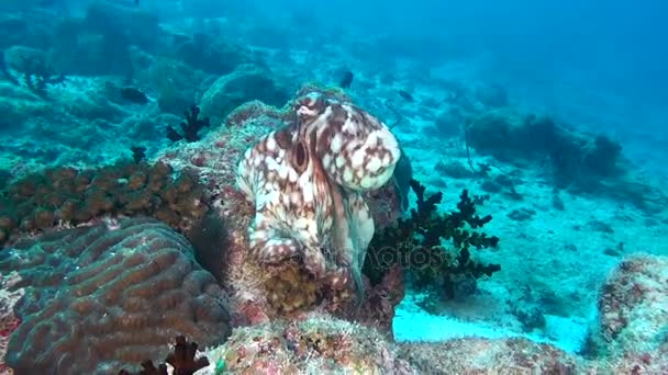 Octopus devilfish poulpe på bakgrund av tydliga havsbotten under vattnet i Maldiverna. — Stockvideo