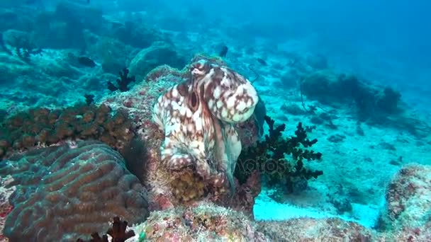 Осьминог дьявольская птица на фоне прозрачного морского дна под водой Мальдив . — стоковое видео