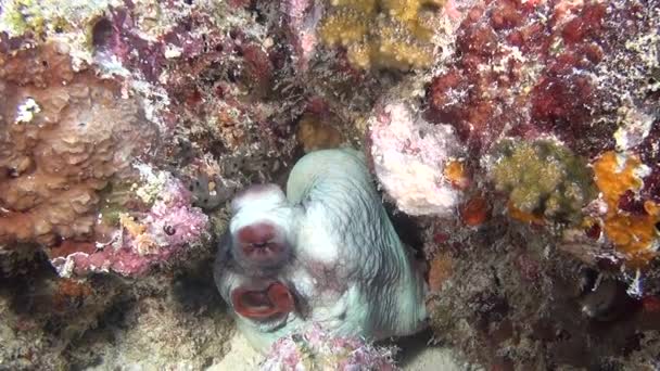 Octopus devilfish poulpe no fundo do fundo do mar claro subaquático de Maldivas . — Vídeo de Stock