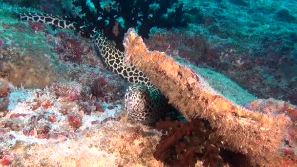 Moray anguila manchada en el fondo de los fondos marinos limpios bajo el agua en Maldivas . — Vídeo de stock