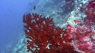 Maldivler deniz kırmızı mercan sualtı.