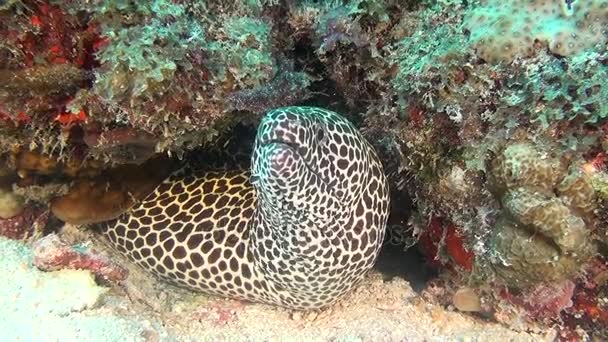 Benekli Moray Eel temiz temizlemek deniz dibinin sualtı Maldivler arka plan üzerinde. — Stok video