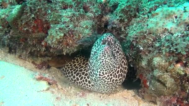 Gevlekte Moray Eel op achtergrond van schoon duidelijke zeebodem onderwater in de Maldiven. — Stockvideo