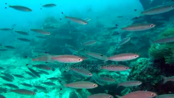 Migrasi ikan di bawah air di laut Maladewa . — Stok Video