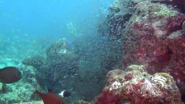 Vida subaquática incrível da vida marinha no mar de Maldivas . — Vídeo de Stock