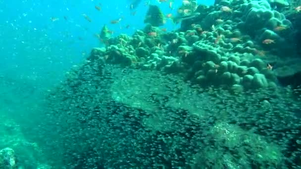 Vida subaquática incrível da vida marinha no mar de Maldivas . — Vídeo de Stock