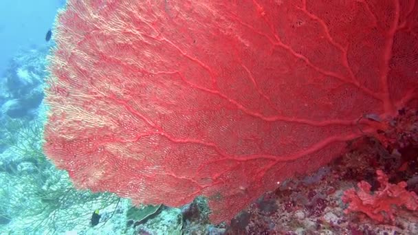 Rode koralen onderwater in de zee van de Malediven. — Stockvideo