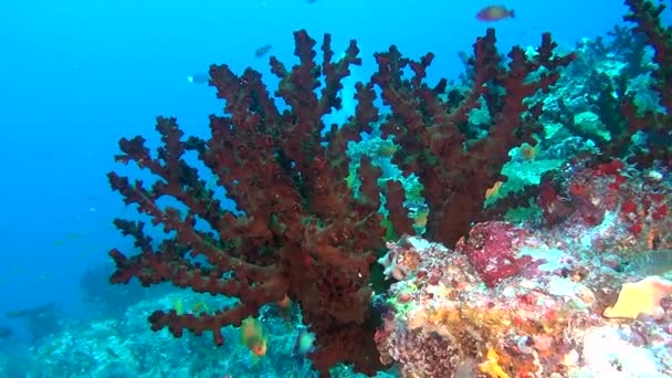 Fischschwärme auf Hintergrund bunte Korallen unter Wasser im Meer der Malediven. — Stockvideo