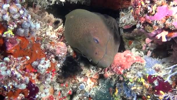 Giant Moray Eel on background of clean clear seabed underwater in Maldives. — Stock Video