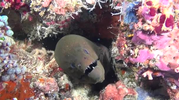 Moray anguila gigante sobre fondo de fondo limpio y claro bajo el agua en Maldivas . — Vídeos de Stock