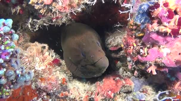 Moray anguila gigante sobre fondo de fondo limpio y claro bajo el agua en Maldivas . — Vídeo de stock