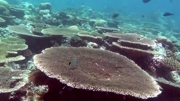 Jedinečné krásné pozadí jasné mořského dna, pod vodou z Malediv. — Stock video