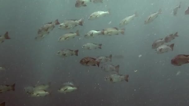 Fischschwärme unter Wasser im Meer der Malediven. — Stockvideo