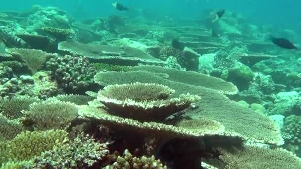 Fischschwärme auf Hintergrund bunte Korallen unter Wasser im Meer der Malediven. — Stockvideo