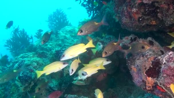 School van unieke exotische helder gele gestreepte vissen onderwater in de Maldiven. — Stockvideo