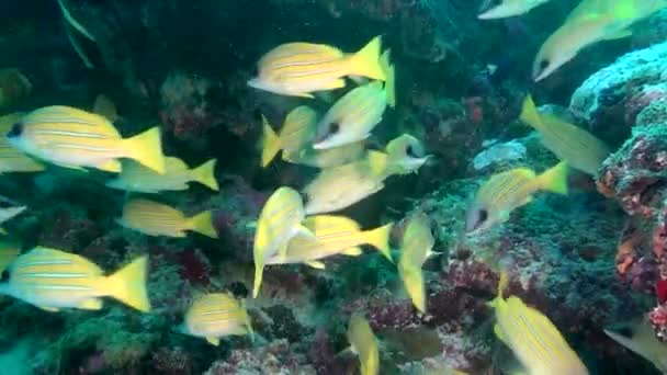 Школа унікальний екзотичні яскраві жовті смугастий риби під водою на Мальдівах. — стокове відео