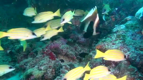 School van unieke exotische helder gele gestreepte vissen onderwater in de Maldiven. — Stockvideo