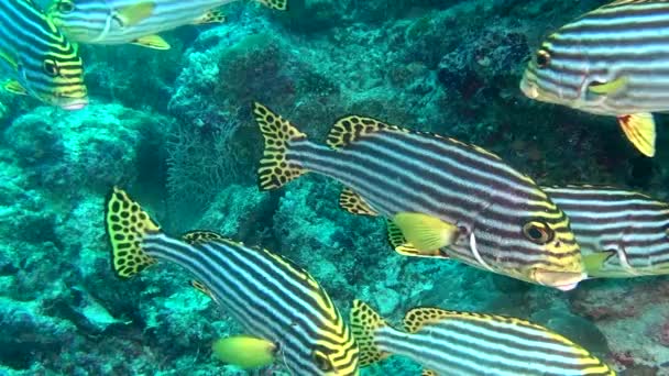 School van unieke exotische helder gele gestreepte vissen onderwater in de Maldiven. — Stockvideo