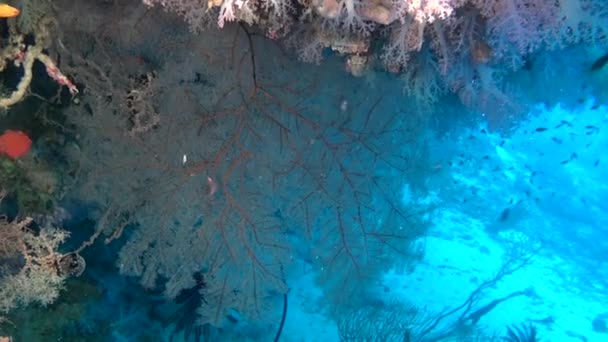 Arka plan renkli mercan sualtı Maldivler deniz üzerinde kırmızı balık sürüsü. — Stok video