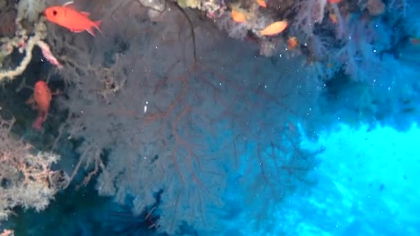 Škola červené ryb na pozadí barevných korálů pod hladinou moře na Maledivách. — Stock video