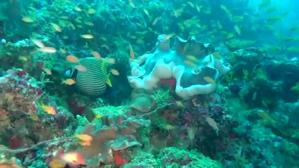 Escola de peixes no fundo do fundo do fundo do mar subaquático claro de Maldivas . — Vídeo de Stock