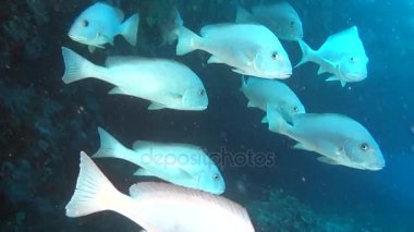 Aile gümüş balık deniz dibinin su altında arka plan üzerinde yiyecek bulmak.