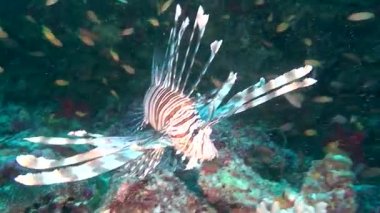 Lionfish iskorpit Maldivler sualtı okyanusta temiz temizlemek deniz yatağı üzerinde.