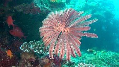 Açık deniz dibinin sualtı Maldivler benzersiz arka plan.