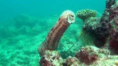 Deniz hıyarı açık deniz dibinin sualtı Maldivler arka plan üzerinde.