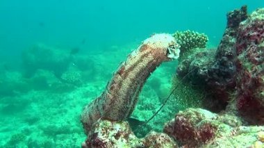 Deniz hıyarı açık deniz dibinin sualtı Maldivler arka plan üzerinde.