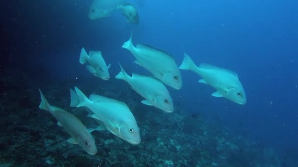 Familia de peces de plata en busca de alimentos en el fondo de los fondos marinos bajo el agua . — Vídeos de Stock