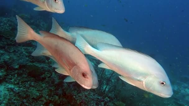 Poissons argentés de la famille à la recherche de nourriture sur fond de fonds marins sous-marins . — Video