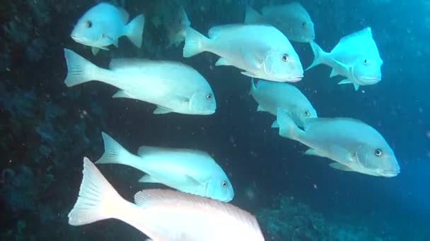 Familj silver fisk på jakt efter mat på bakgrund av havsbotten under vattnet. — Stockvideo