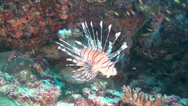 Lionfish schorpioen vis aan schoon duidelijke zeebodem onderwater Oceaan in Maldiven. — Stockvideo