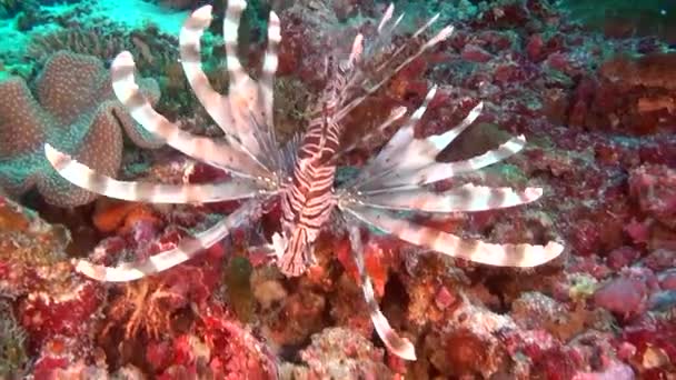 Lionfish σκορπίνες σε καθαρά θαλάσσιο βυθό υποβρύχια Ωκεανός Μαλδίβες. — Αρχείο Βίντεο