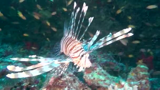 Lionfish skorpió hal, tiszta, kristálytiszta tengerfenék víz alatti óceán a Maldív-szigetek. — Stock videók