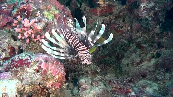Feuerfische Skorpionfische auf sauberem, klarem Meeresboden auf den Malediven. — Stockvideo