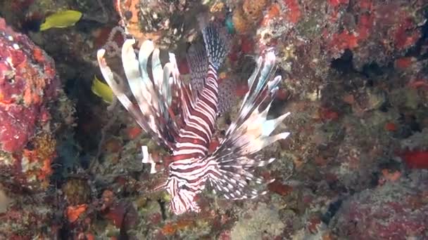 Lionfish σκορπίνες σε καθαρά θαλάσσιο βυθό υποβρύχια Ωκεανός Μαλδίβες. — Αρχείο Βίντεο